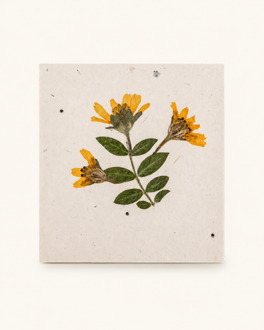 Pressed Flower Note Cards Set of 5