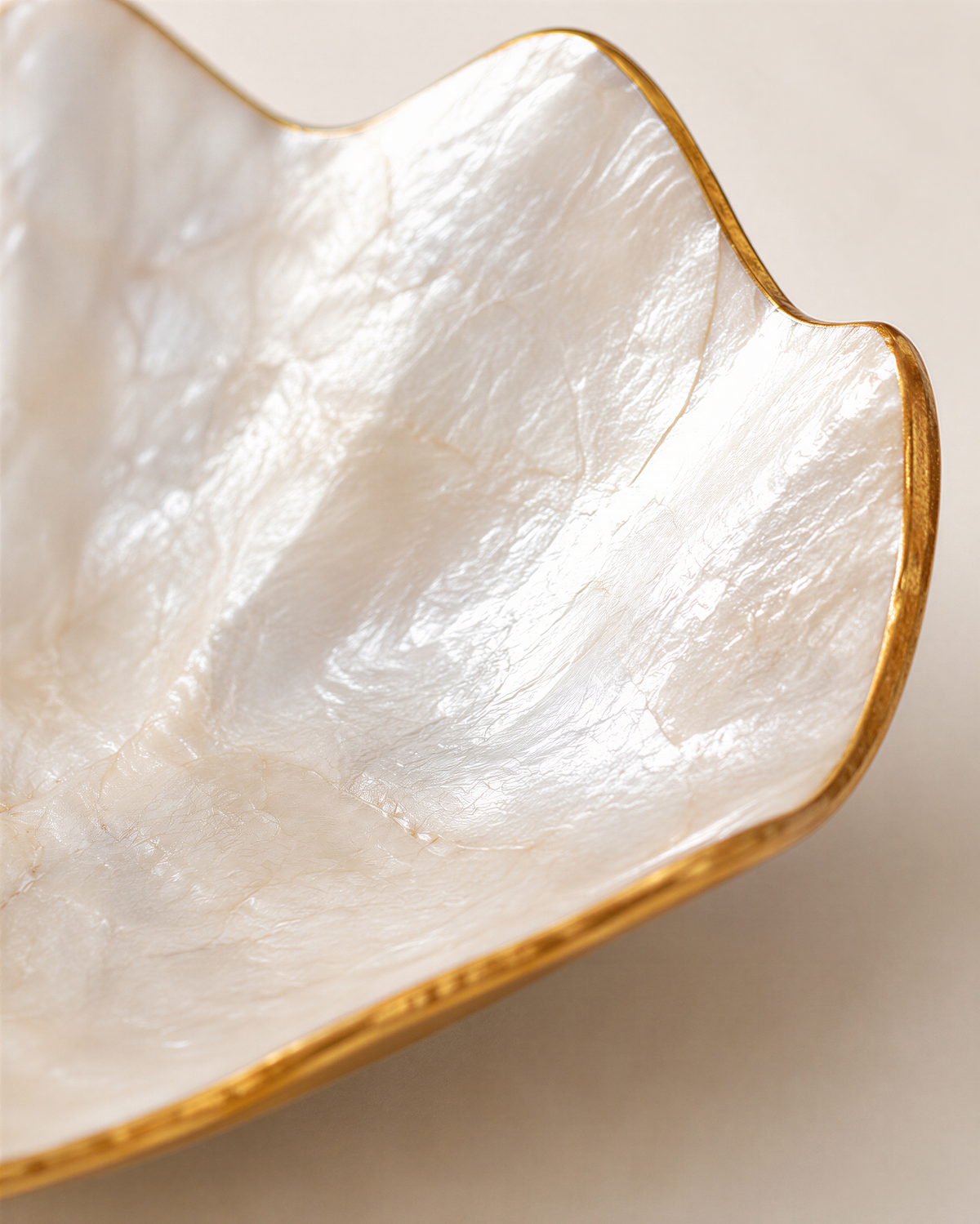 A close-up image of a white seashell with a gold rim, showcasing its intricate texture and design.